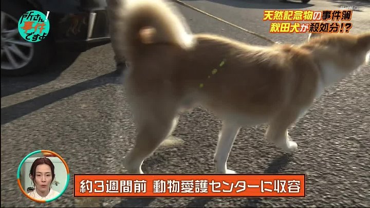 所さん！事件ですよ 動画 埼玉から群馬にかけての利根川河川敷で | 2023年2月16日