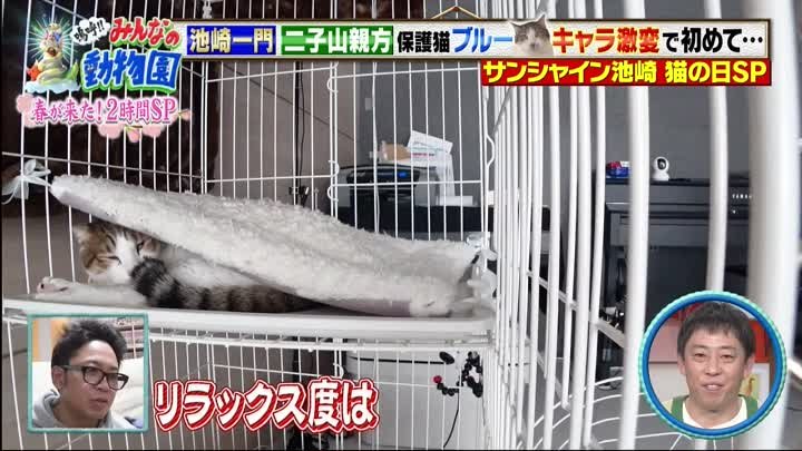 嗚呼!!みんなの動物園 動画 人間嫌い猫と二子山親方が急接近! | 2023年2月18日