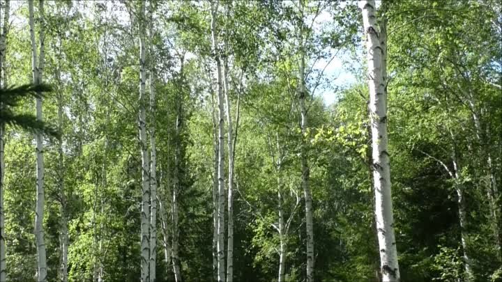 Еловский лес