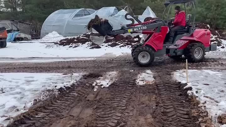 Голубика. Посадка и уход