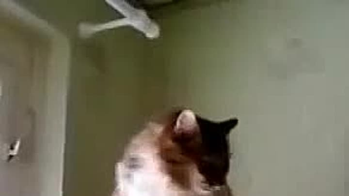 Кот открывает форточку