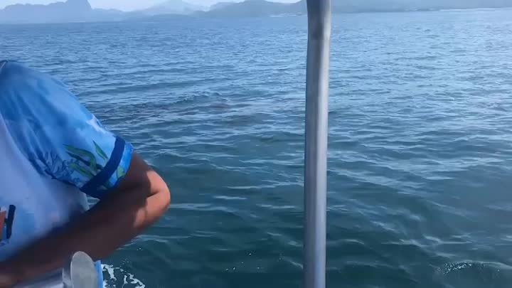 Китовая акула в Краби