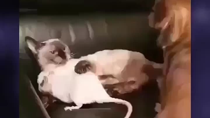 Кот защищает крысу. Такая дружба