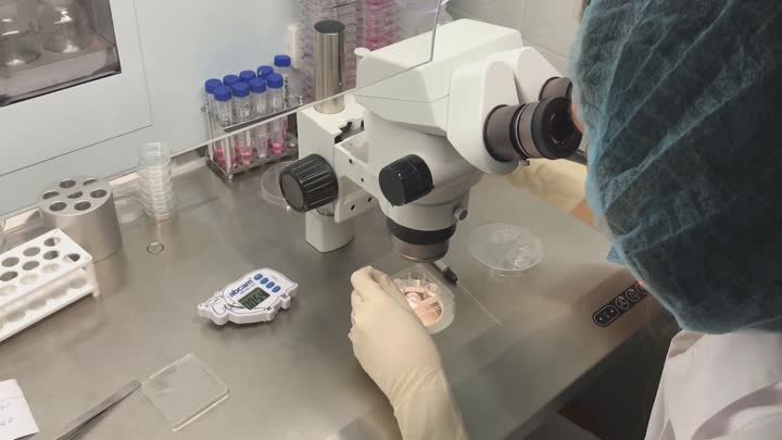 Оттаивание эмбрионов в клинике ЭмБио