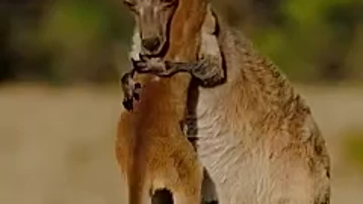 Мама кенгуру, нежно обнимающая детёныша, тронула сердца людей. Приро ...