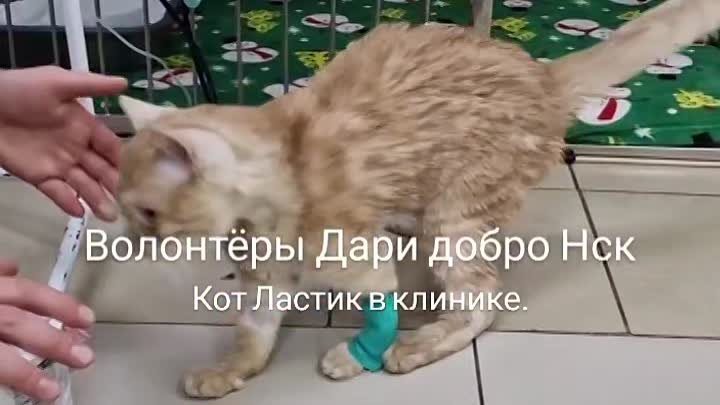 Котик Ластик с гидроцефалией. Чтобы выжить, нужна операция