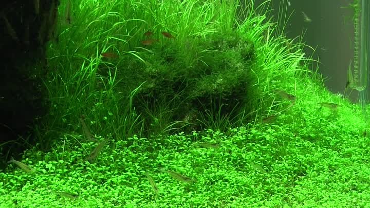 [ADA view 385] Follow-up video of NA Gallery aquariums