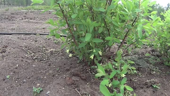 Высадка черенков ягодных культур в поле питомника