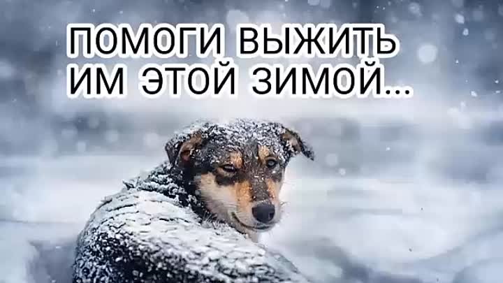 Им без нас не выжить