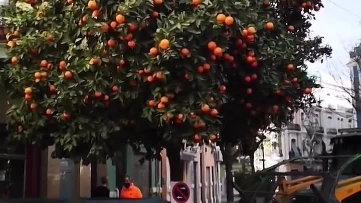 уборка апельсинов