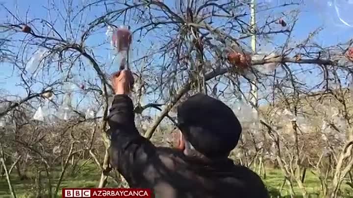 Göyçay kəndləri- xurma ağacları ilə əvəzlənən nar ağacları, işsizlik ...