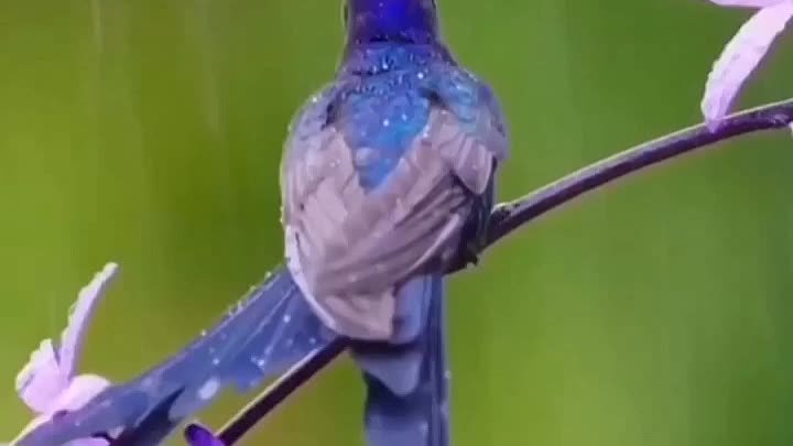 Тёплый душ для колибри 😍😊