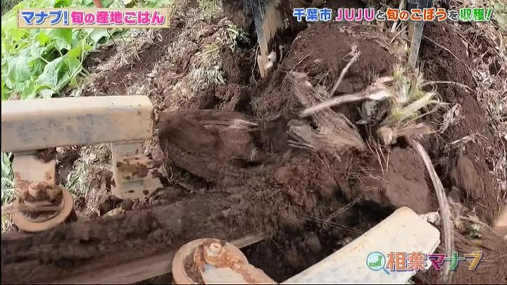 相葉マナブ 動画 マナブ！旬の産地ごはん～ごぼう～ | 2023年1月22日