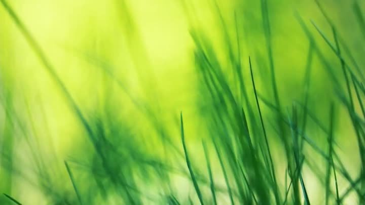 Футаж — Яркая зеленая трава. Футажи (footage) красивая природа [FullHD]