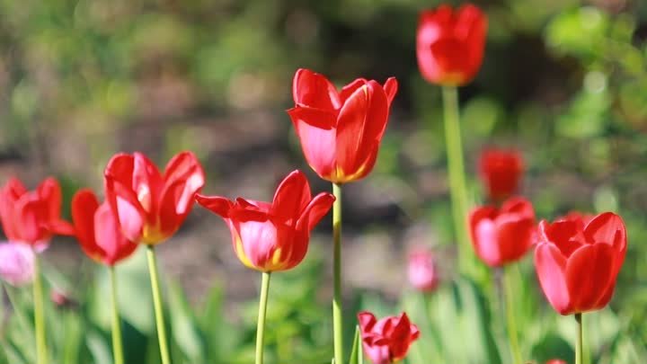 Футаж — Тюльпаны красные. Футажи (footage) красивая природа [FullHD]