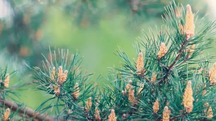 Футаж — Итальянская сосна цветёт (Пиния весной). Футажи (footage) красивая приро