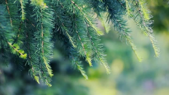 Футаж — Хвойный лес 4. Молодая лиственница. Футажи (footage) красивая природа [F