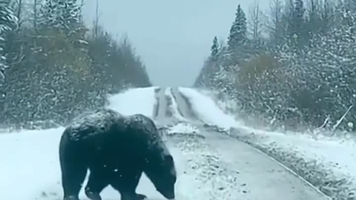 Когда по трассе бродит шатун...🐻