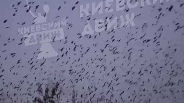 Нашествие воронов. Стаи Воронья над Киевом. Нашествие ворон в Березниках. Над Украиной стая Воронья. Нашествие ворон Архангельск.