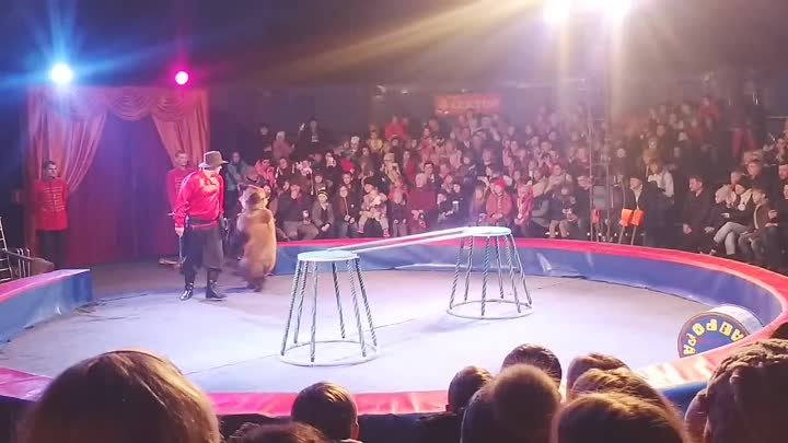 Медведь, волк, леопард - в Серов приехал цирк!