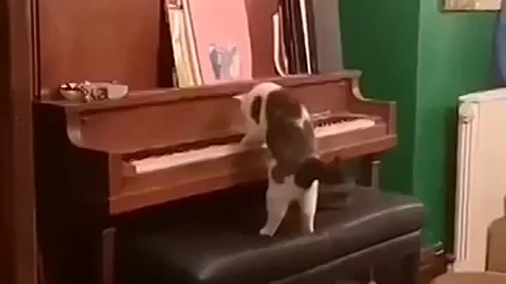 Кот-музыкант.