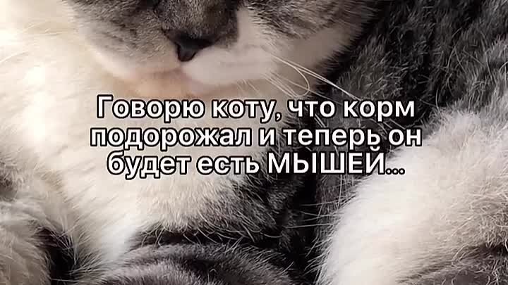 Мой кот