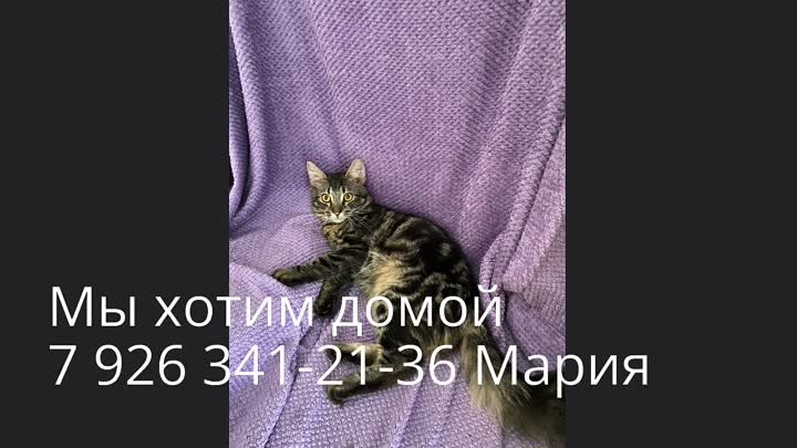 Изя и Марик, двое из ларца, ищут дом одной любимой семьей.