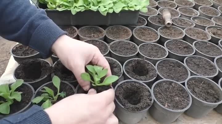 Выращивание петунии от посева до цветения в одном видео.-5181165013685