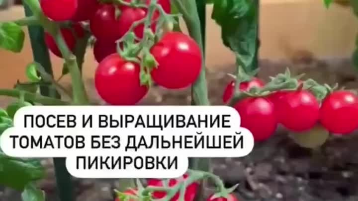 Выращиваем томаты без пикировки 🍅