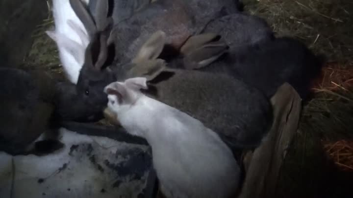 Содержание кроликов зимой Чем кормлю