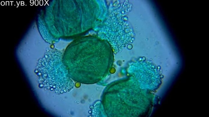 Пыльца розы, под микроскопом из СССР Ломо, Биолам, Р-11