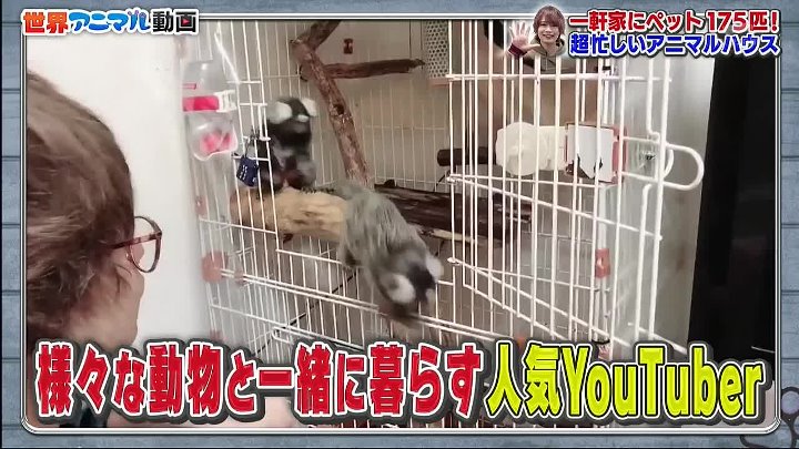 世界アニマル 動画 世界中から集めた「猫&犬など超かわいい動物映像」 | 2023年2月7日