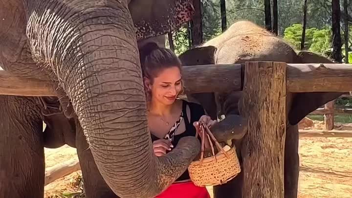 Elephant lovers