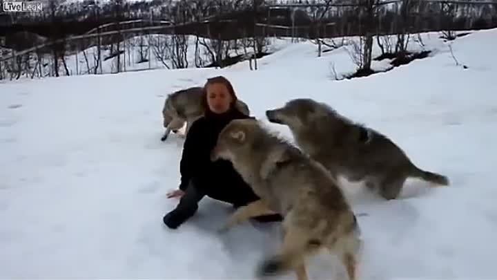 Нападение собак видео. Собаки нападают на Волков.