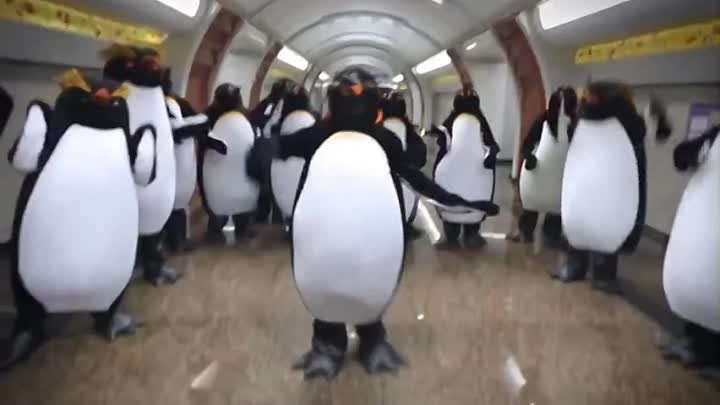 Пингвины в метро зажигают