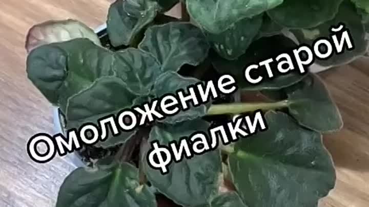 Омоложение старой фиалки