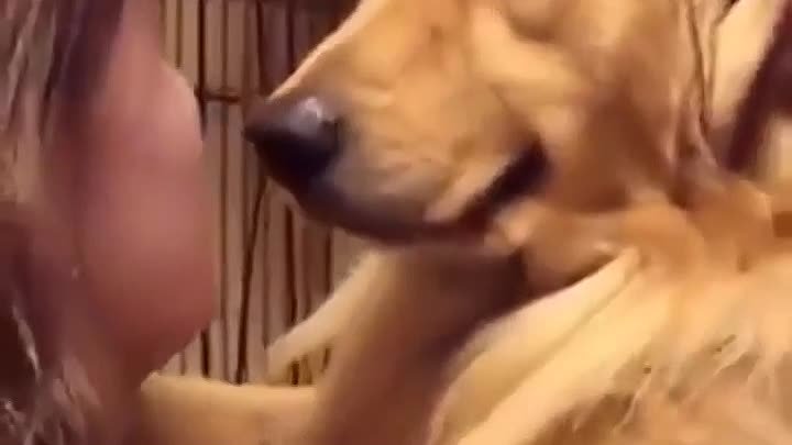 Реакция собаки после того, как её забрали из приюта в новую семью