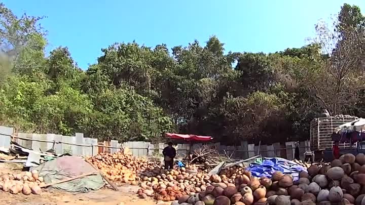 Как на ферме делают кокосовое масло в Тайланде