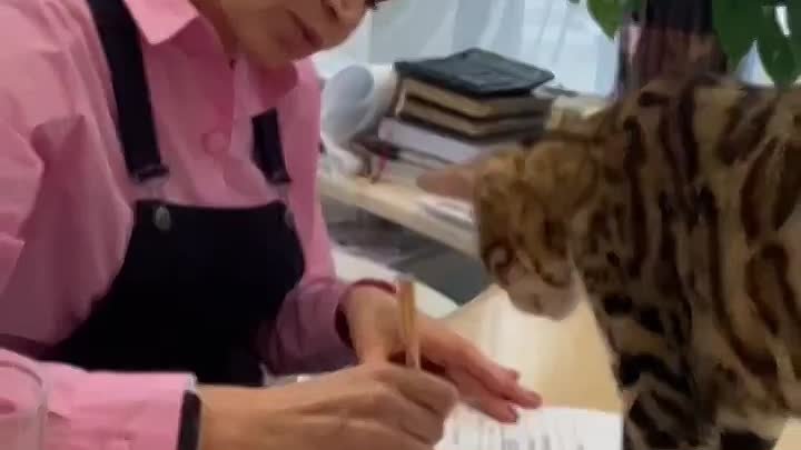 Кошка стала начальником