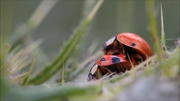 Ladybug - 3759