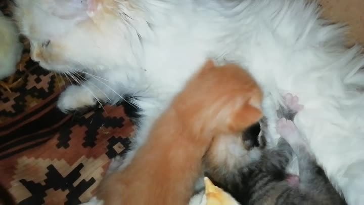 Васелина и котятки, и цыплятки!!!
🐈🐈🐣🐥🐤🐣🐤🐥🐣🐥🐣🐥🐤🐣