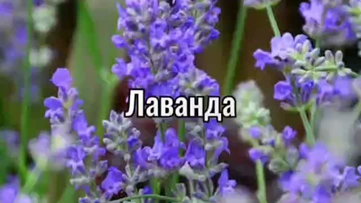 Лаванда - декоративное растение, обладает рядом полезных свойств: