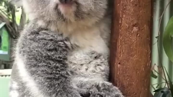 Милее коалы я ещё не видел..