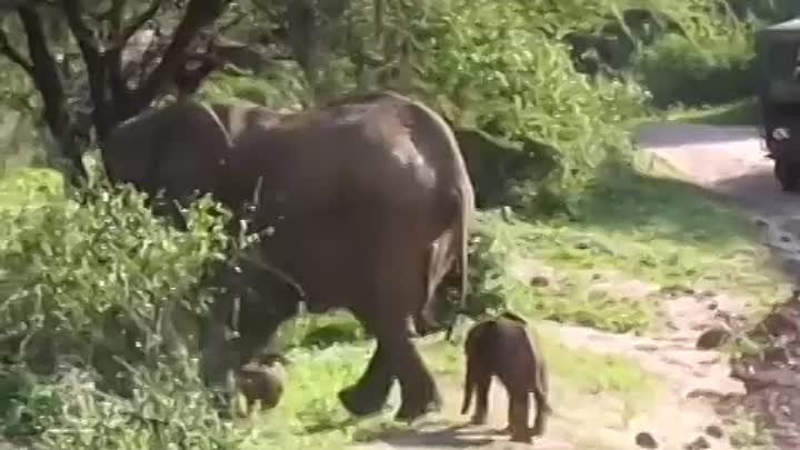 - Не пойду в садик! - А я говорю, пойдешь!