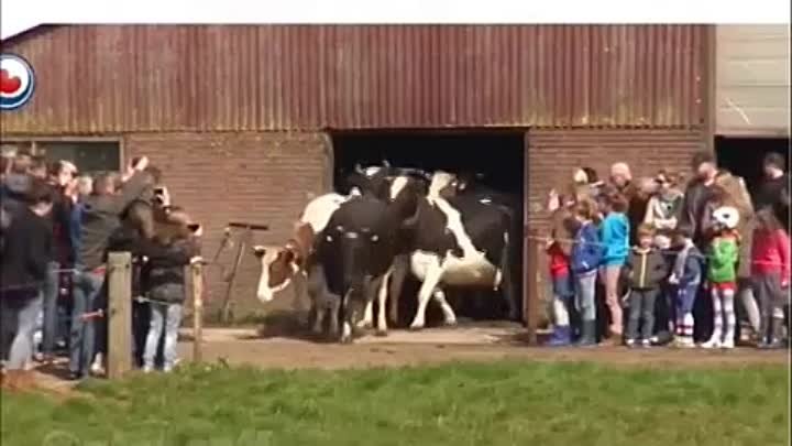 коровы видят траву впервые за 6 месяцев