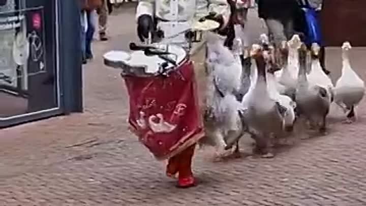 Парад гусей в Нидерландах