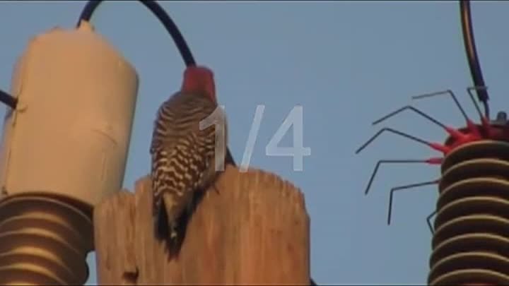 Поражение дятла электрическим током (Defeat woodpecker electrocution)