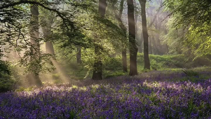 🌿Восхитительное весеннее утро в лесу🌿