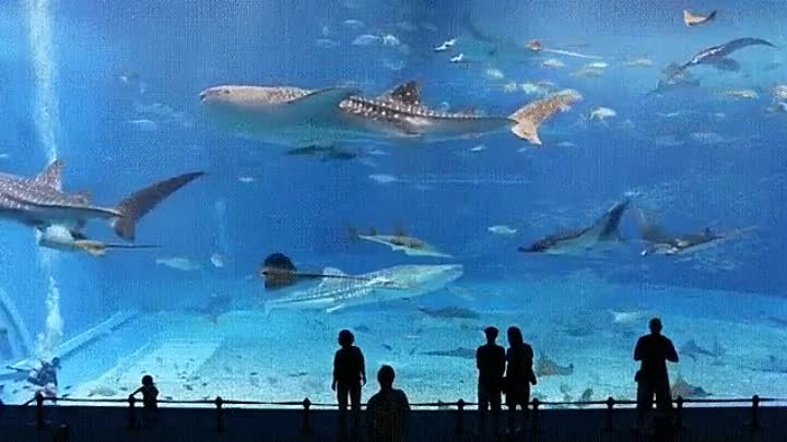 Один из самых больших аквариумов в мире