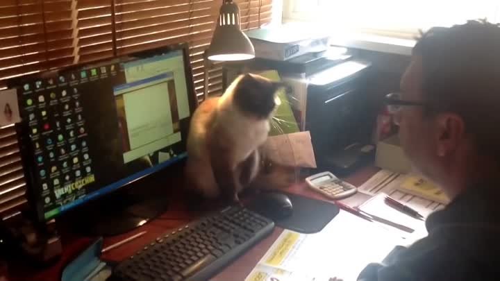 Кот не разрешает играть в компьютер